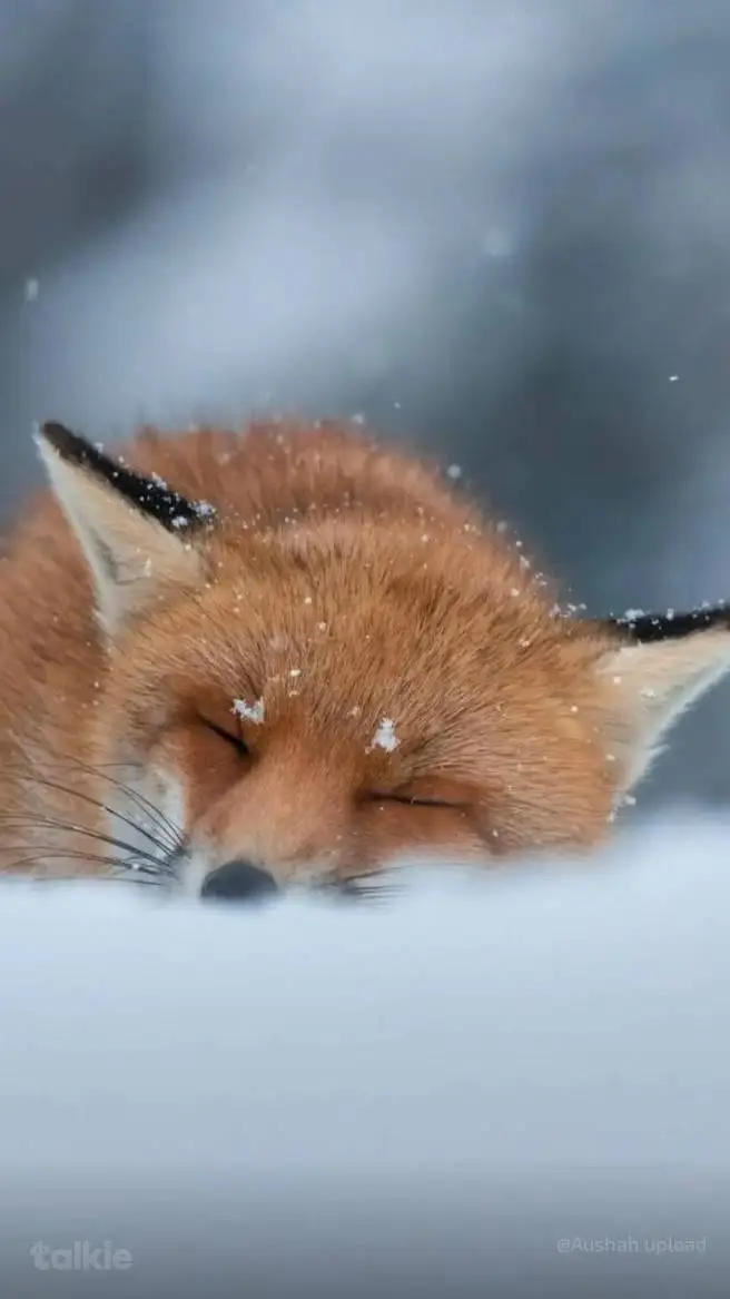 ai character: Fox background
