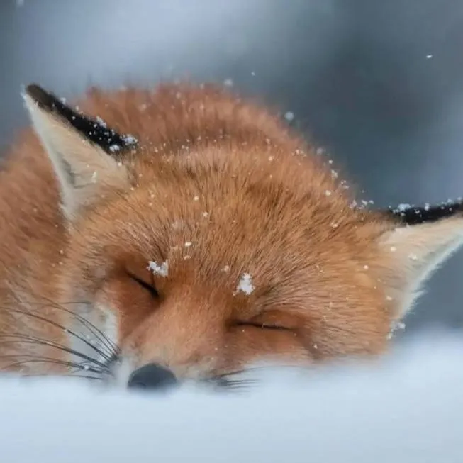 chat with ai character: Fox