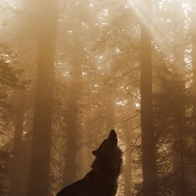 chat with ai character: Wolf pack