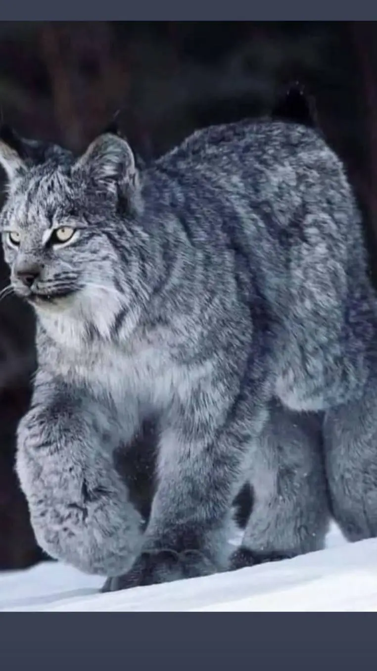 ai character: lynx  background