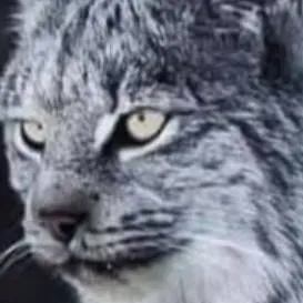 chat with ai character: lynx 
