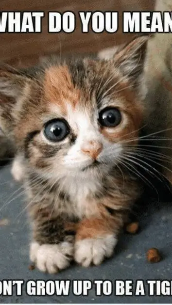 ai character: Kitten background