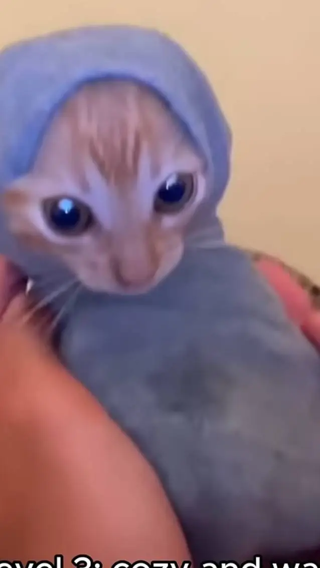 ai character: Kitten in a Sock background