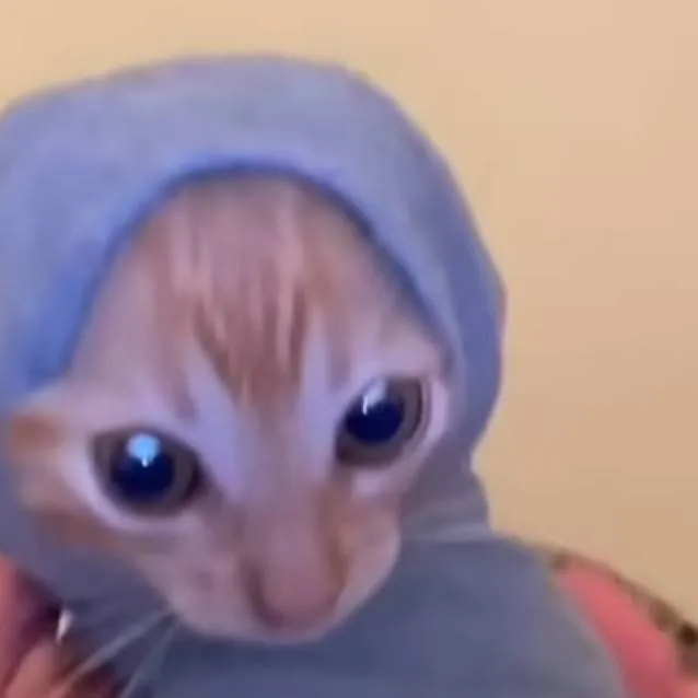 chat with ai character: Kitten in a Sock