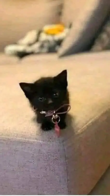 ai character: Tiny Kitten background