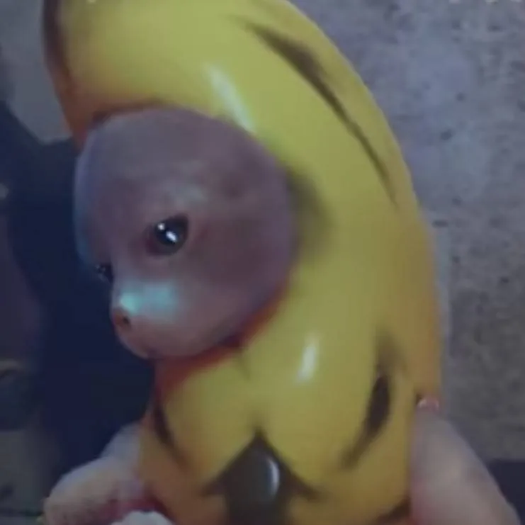 chat with ai character: Poor Banana Cat