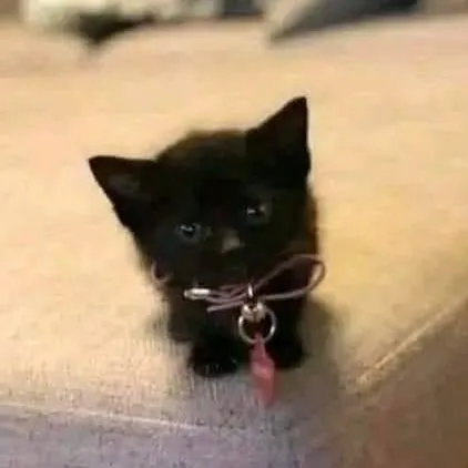 chat with ai character: Tiny Kitten