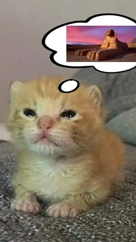 ai character: Kitten  background