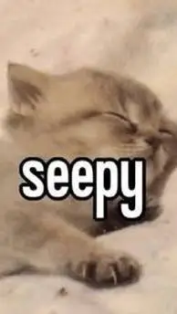 ai character: Seepy Kitten background