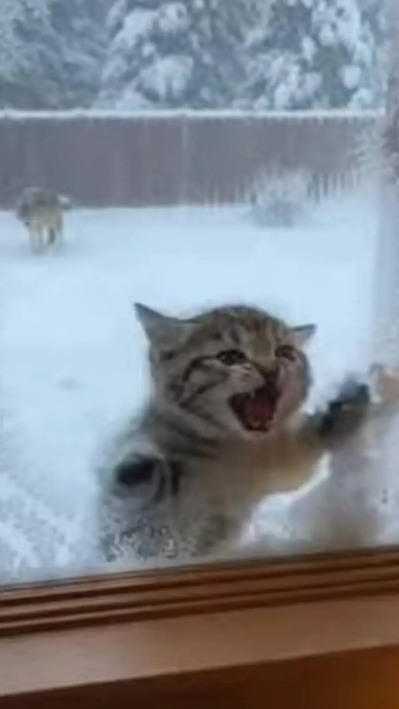 ai character: Kitten background