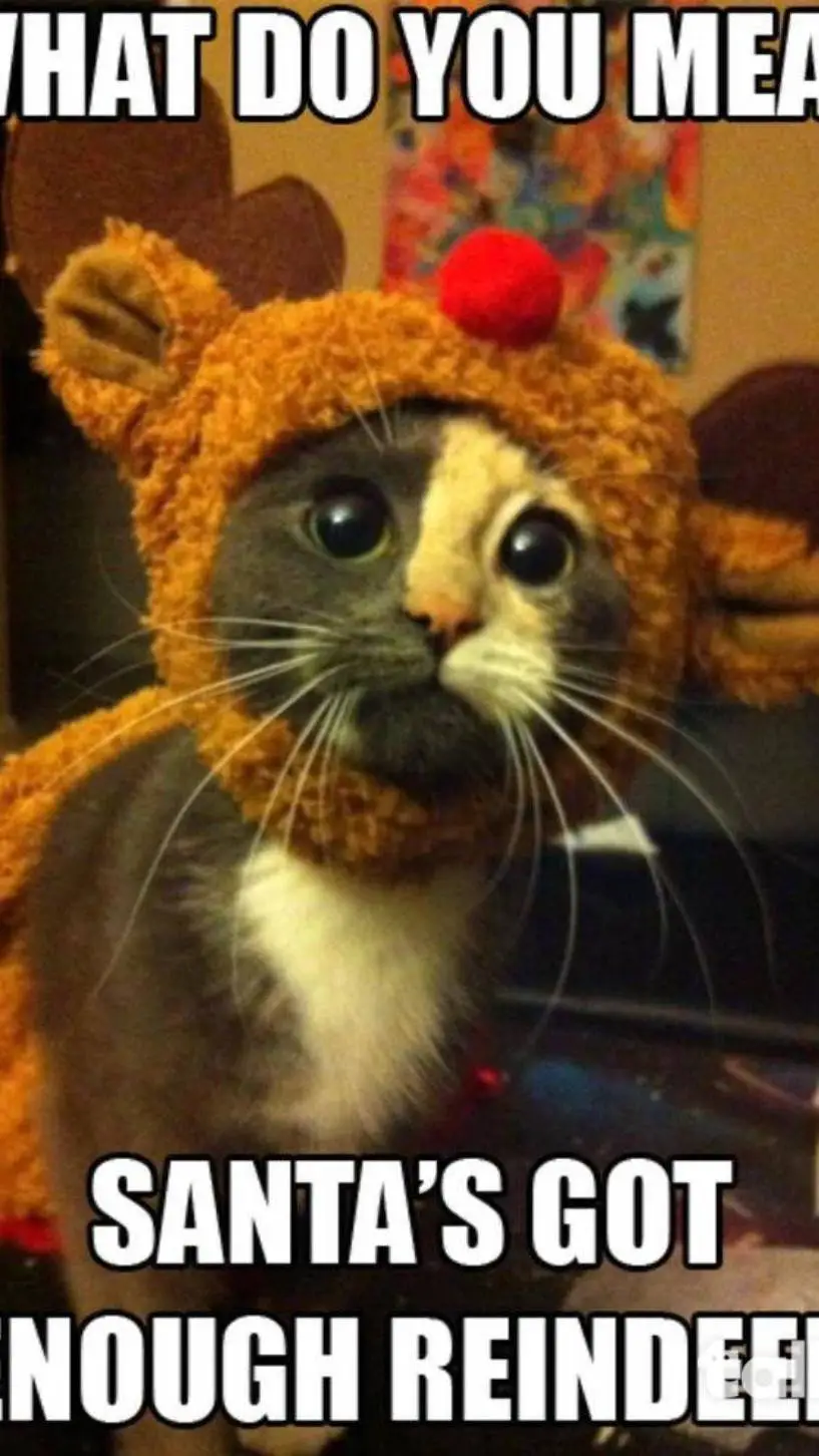 ai character: Christmas Kitten background