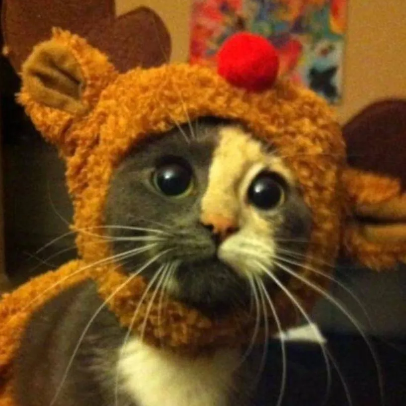 chat with ai character: Christmas Kitten