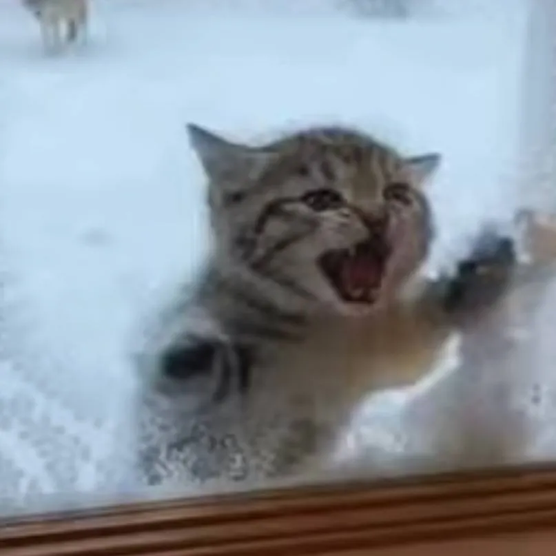 chat with ai character: Kitten