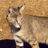 chat with ai character: Jungle cat ! 🌾