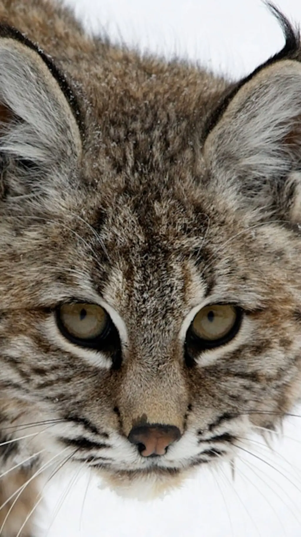 ai character: BobCat! ☆ background