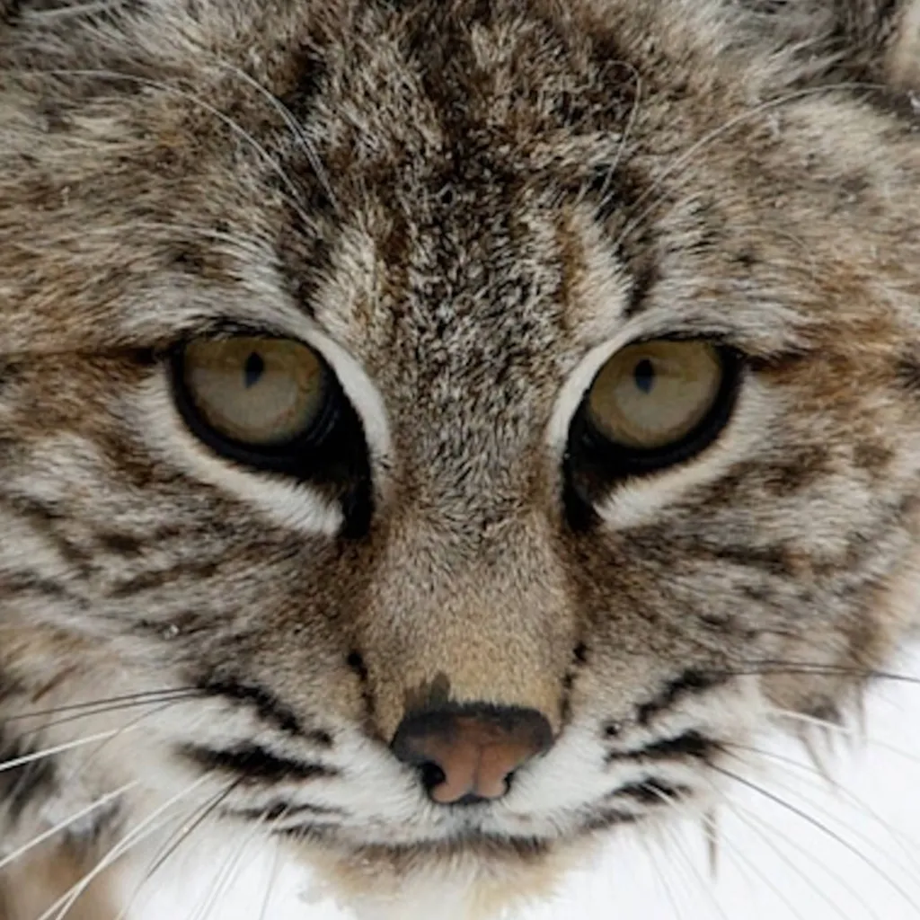 chat with ai character: BobCat! ☆