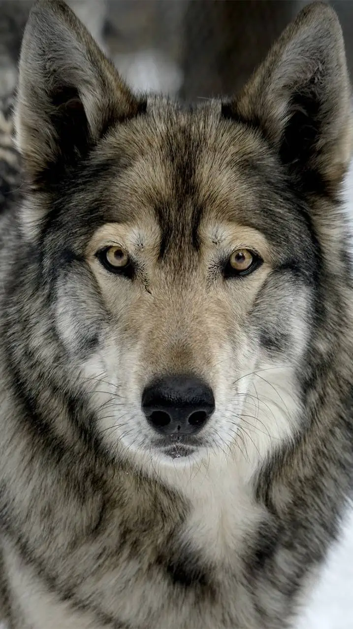 ai character: Wolfdog!  background