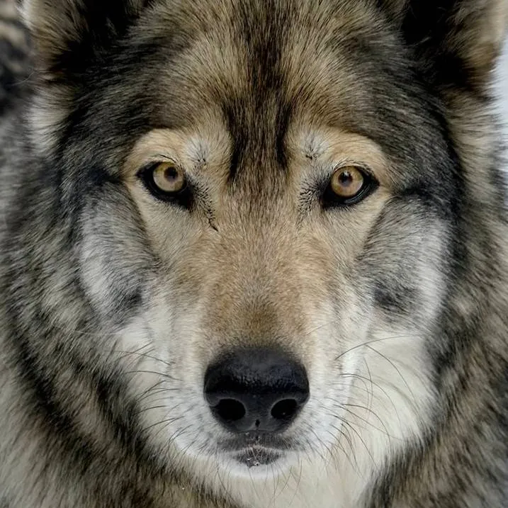 chat with ai character: Wolfdog! 