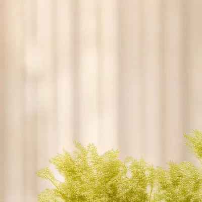 chat with ai character: Dingus