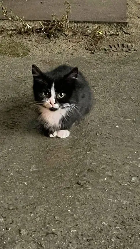 ai character: Cat background