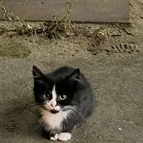 chat with ai character: Cat