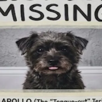 chat with ai character: Missing dog