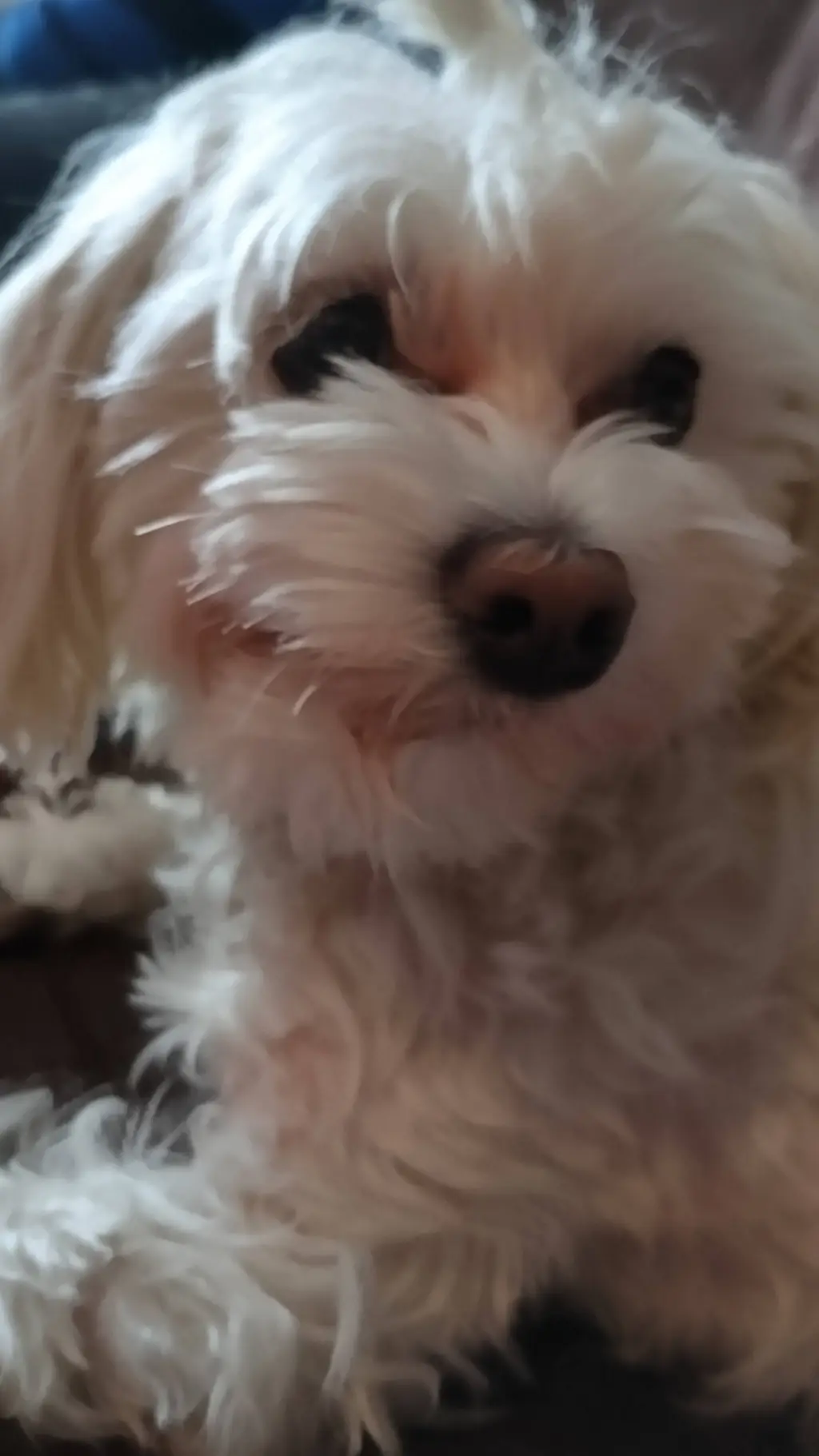 Talkie AI - Chat with Mochi <3