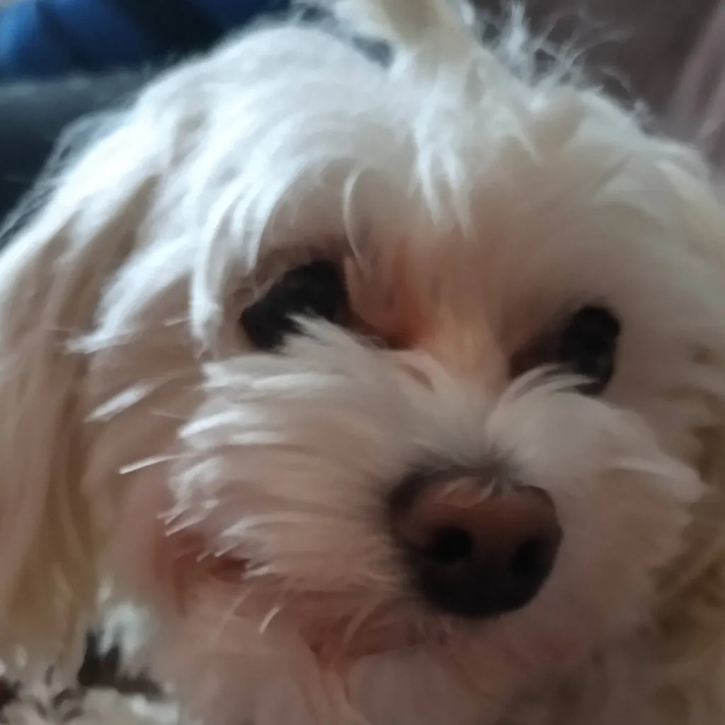 chat with ai character: Mochi <3