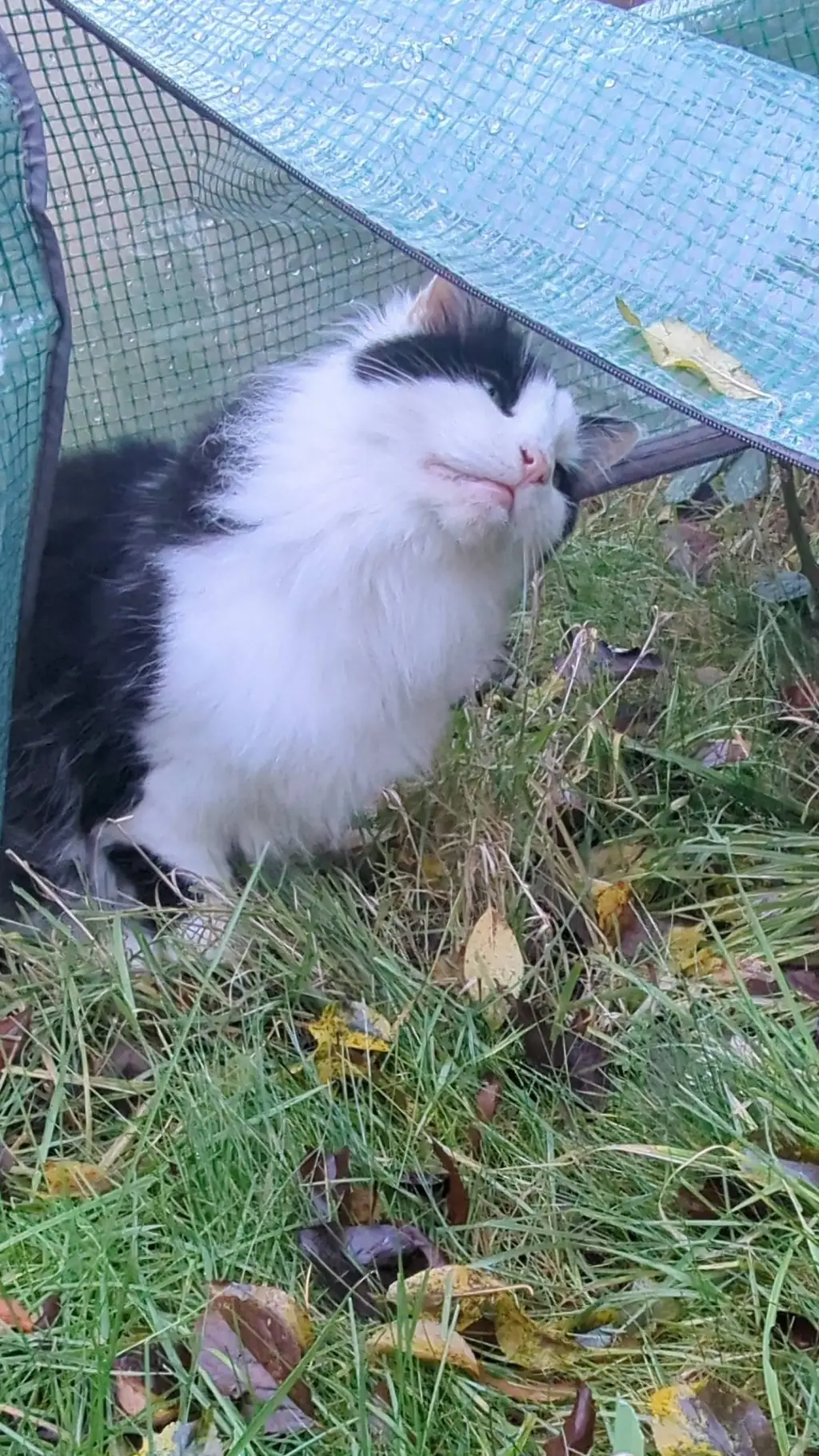 ai character: ×!!Rainbow!!× background