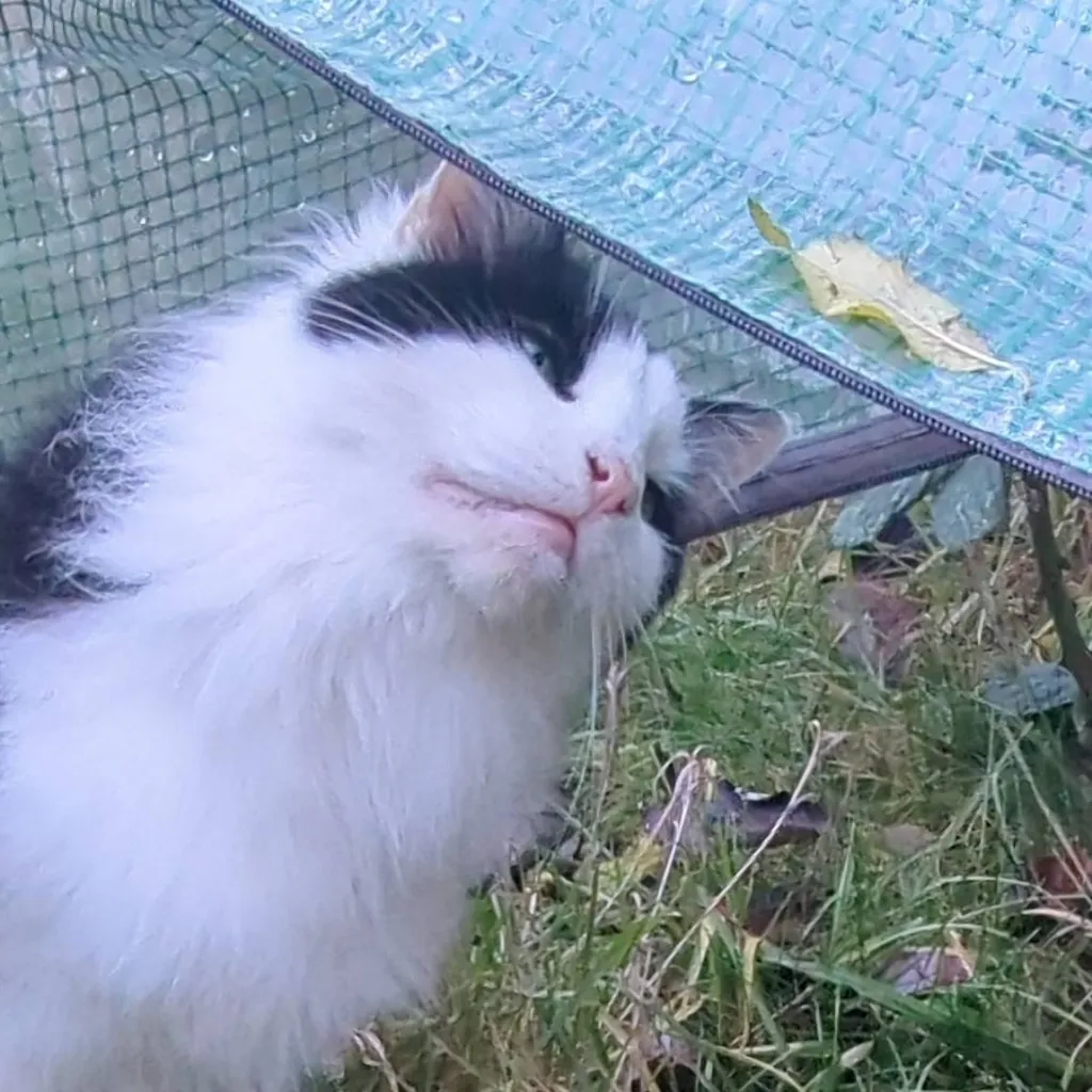 chat with ai character: ×!!Rainbow!!×