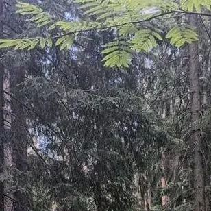 chat with ai character: Genisis (WCUE Oc)