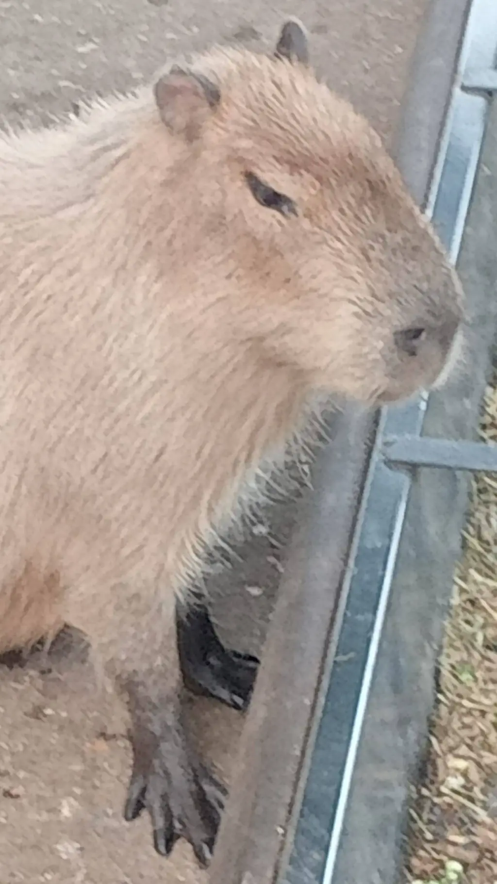 ai character: All of us are dead background