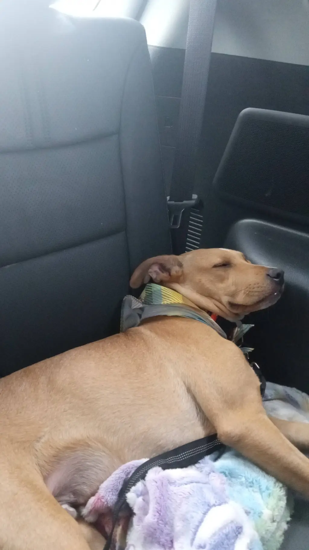 ai character: my dog background