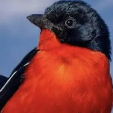 chat with ai character: h