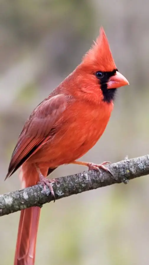 ai character: h background