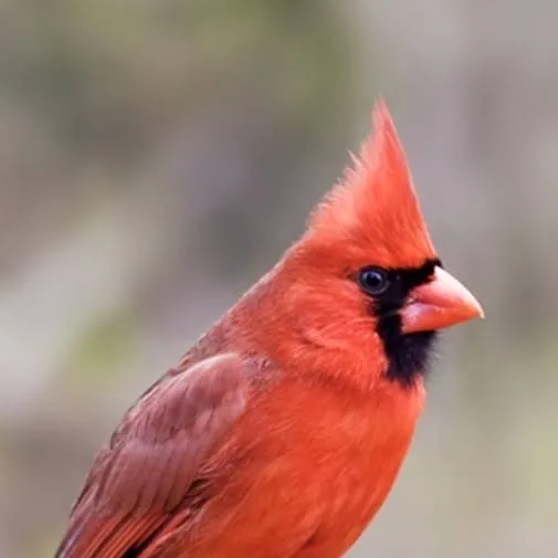 chat with ai character: h