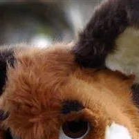 chat with ai character: furry (me IRL)
