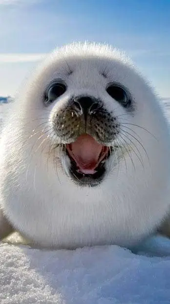 ai character: Harp seal pup  background