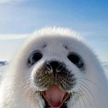 chat with ai character: Harp seal pup 