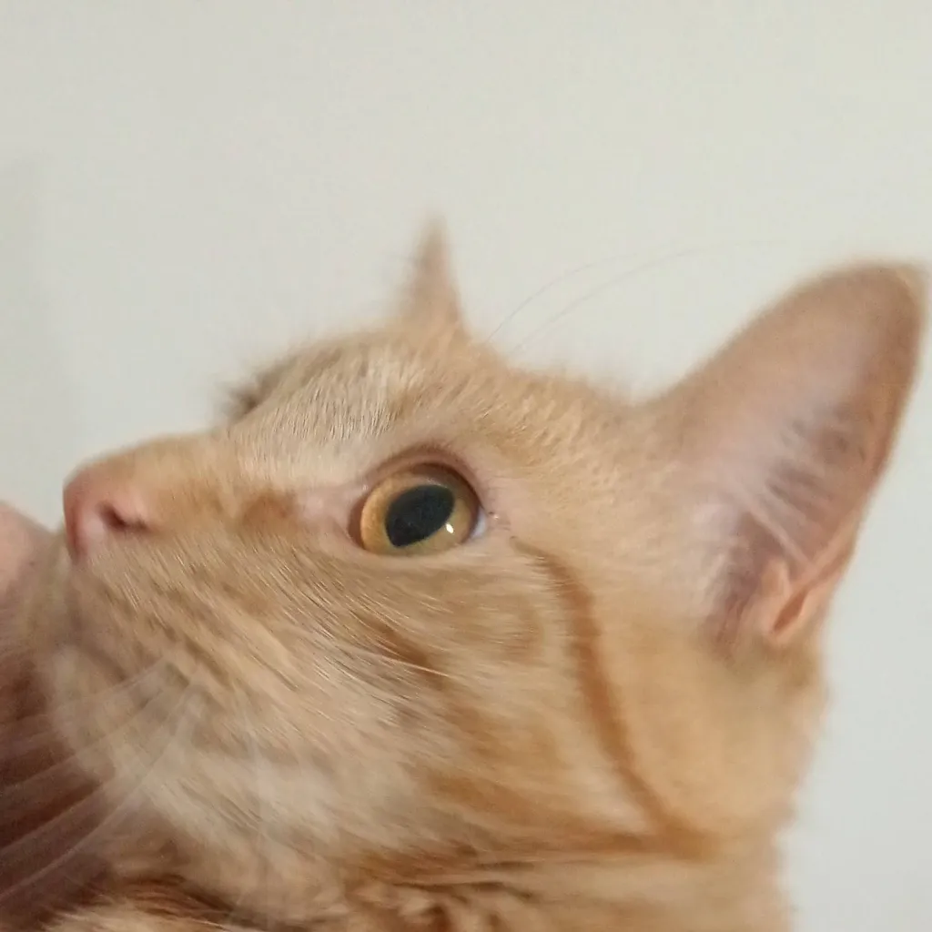 chat with ai character: Kaydens