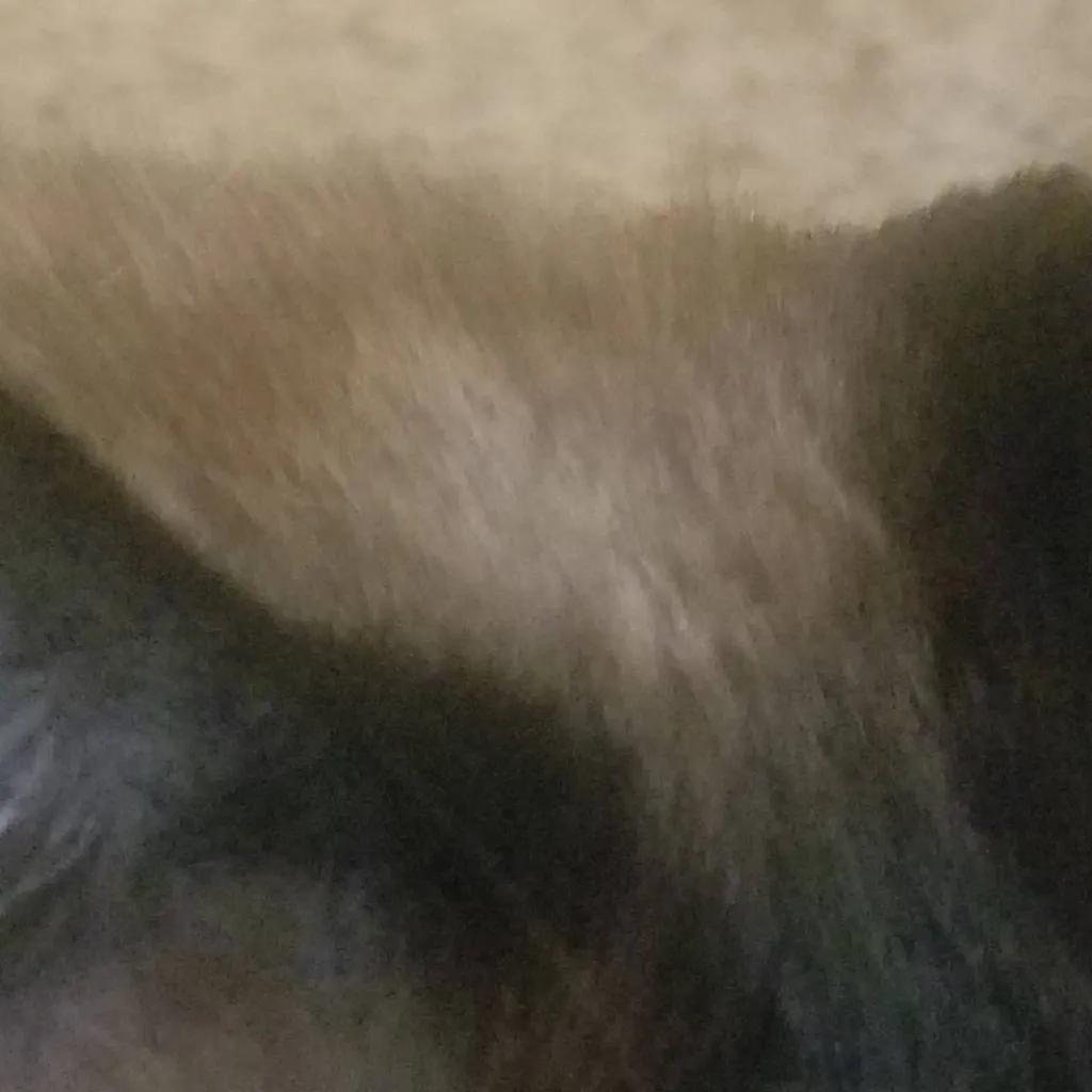 chat with ai character: Artemus da Siamese