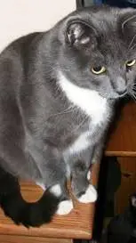 ai character: Cat background