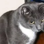 chat with ai character: Cat