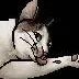chat with ai character: Bailey