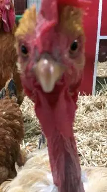 ai character: THE SLAY CHICKEN background