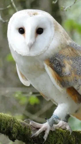 ai character: Nanashi Mumei (owl background