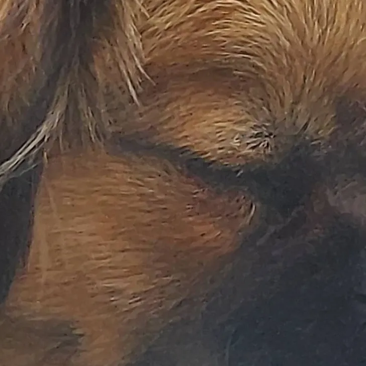 chat with ai character: puppy lisa