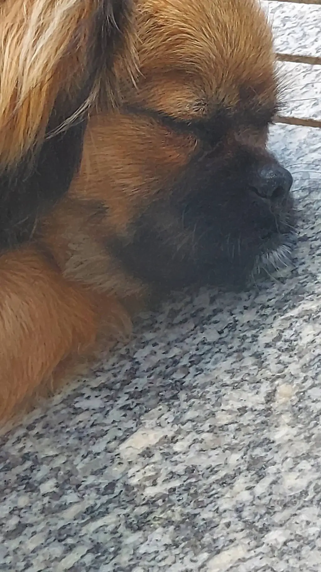 ai character: puppy lisa background