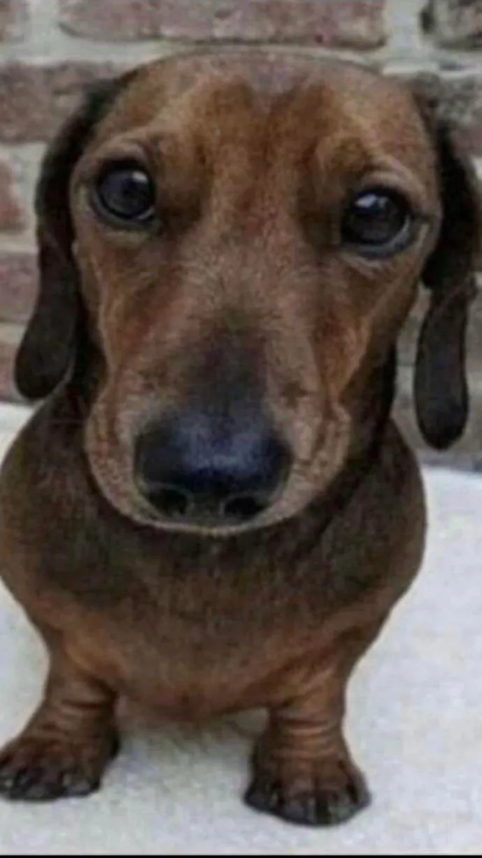 ai character: Dog  background