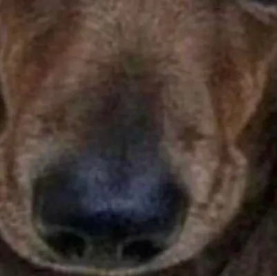 chat with ai character: Dog 